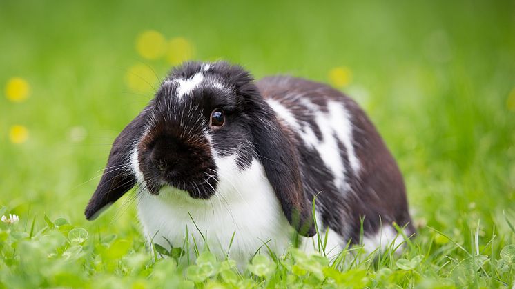 Kaniner är betande djur, det vill säga gräsätare. Foto: Sveland Djurförsäkringar