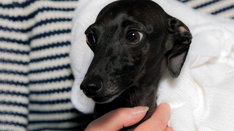 Nyår är en obehaglig tid för många djur. Läs våra råd för att minska risken att din hund skadas eller springer bort.