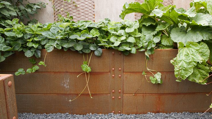 Odlingslådorna från Flexigarden består av cortenstål som bara blir vackrare med tiden