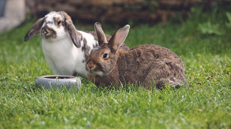 Ostern für Alle! So haben auch unsere Haustiere Spaß am Fest.