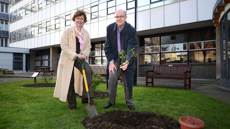 Modern slavery rose planting contributes to fight against UK slavery