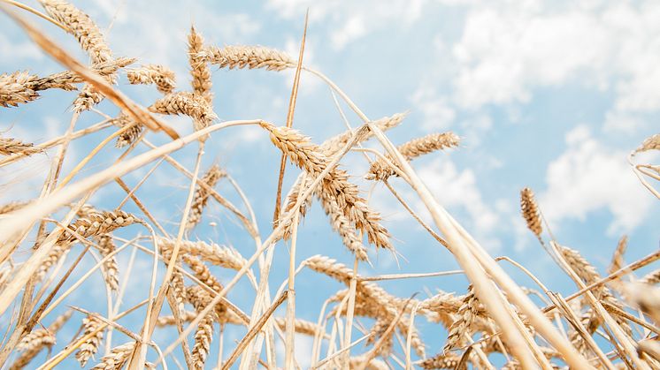 “Compromiso Harmony” recoge, una temporada más, trigo de agricultura sostenible