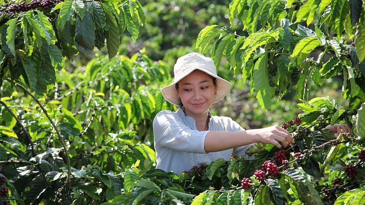 Vastuullisempaa kahvia uudistavan viljelyn menetelmin: Nescafé Plan 2030