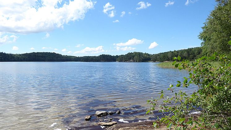 Stora Kåsjön (Västergötland, Sweden), Foto: R. Henrik Nilsson. Wikimedia. Creative commons Share Alike 4.0