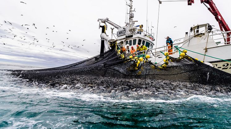 Foto: Norges sjømatråd