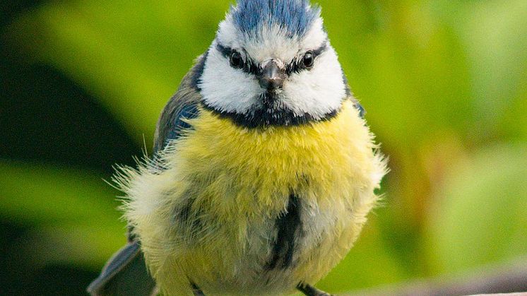 Naturbeobachtung Blaumeise.jpg