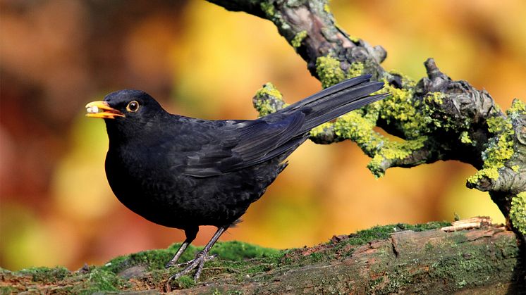 Die Amsel: Vom Waldvogel zum Gartenvogel.