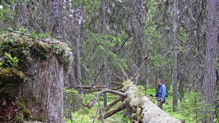 Filiberg är en stor naturskog som ligger väster om Gopshus i Mora kommun.  Foto: Länsstyrelsen i Dalarnas län