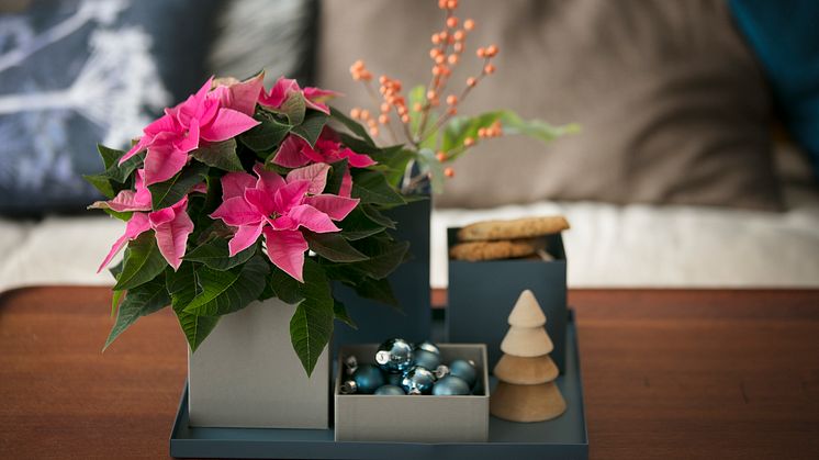 Höststjärna Princettia – en favorit i väntan på advent! 