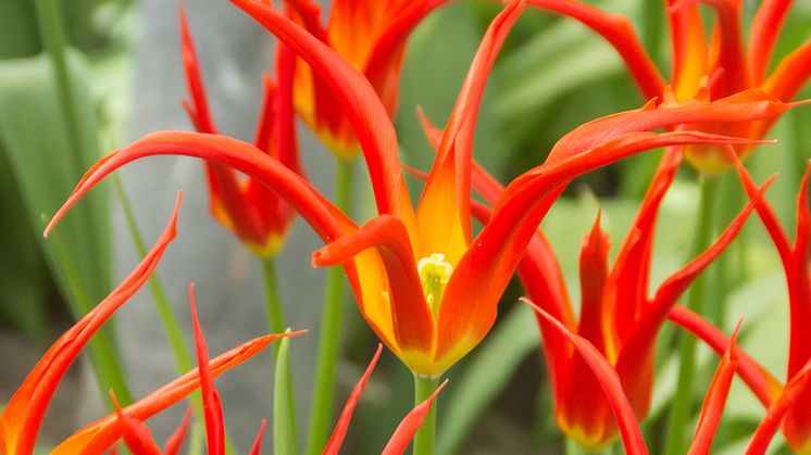 TulipaGoGoRed-deRee
