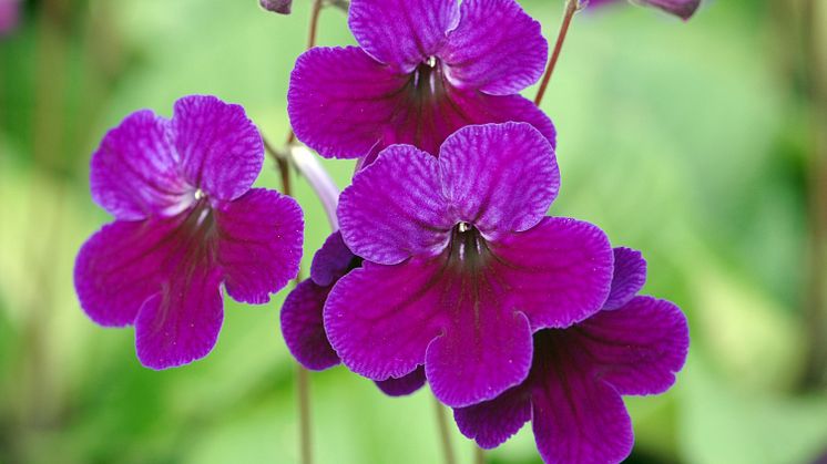 Streptocarpus Stella