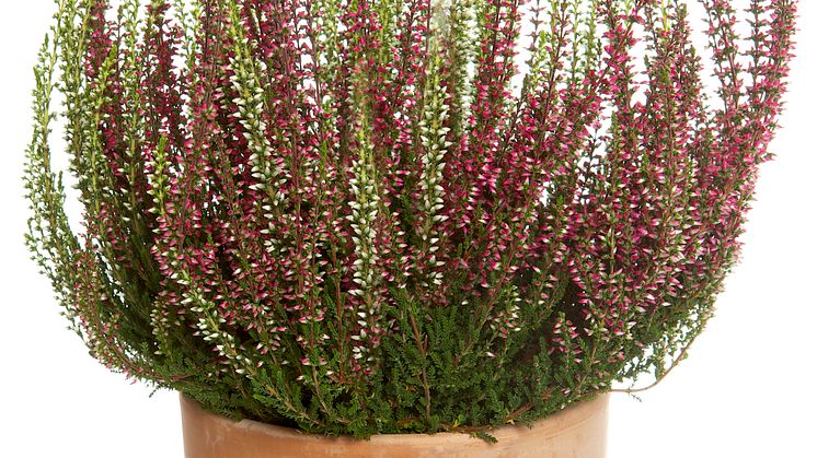Calluna vulgaris - ljung i kruka