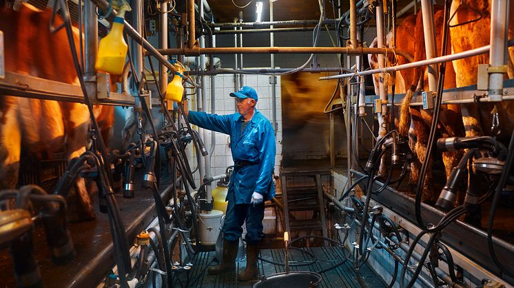 Arla farmer milking cows