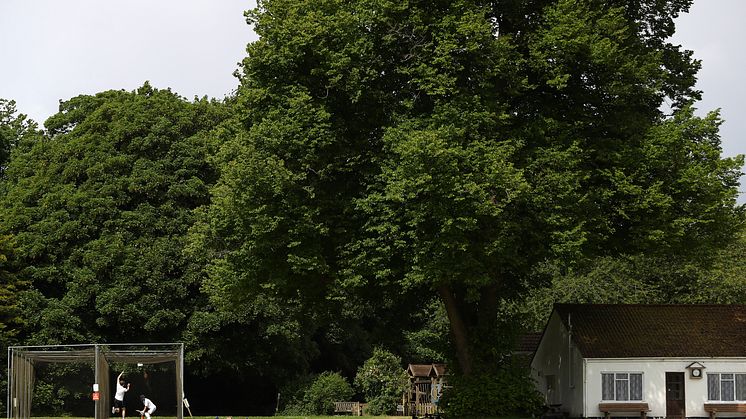 Netting has resumed at some cricket clubs. Photo: Getty Images