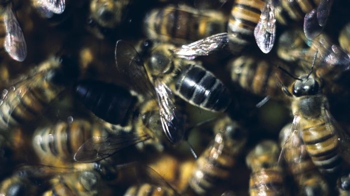Cape bees
