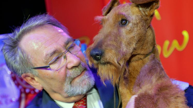 Finalen av Svenska Kennelklubbens internationella hundutställning avgjordes på söndagskvällen. Best in Show 2017 blev den irländska terriern Zinnia Of Gold Again från kennel Merrymac. 