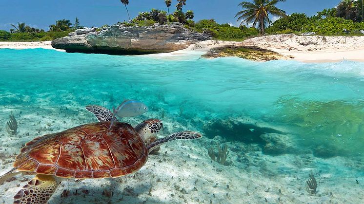 Caribbean_Illustration-Photo_Mexico