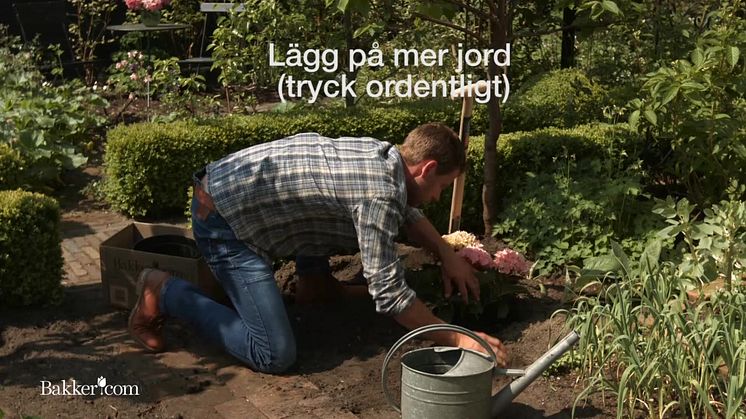 Instruktionsvideo: Så här planterar du hortensia