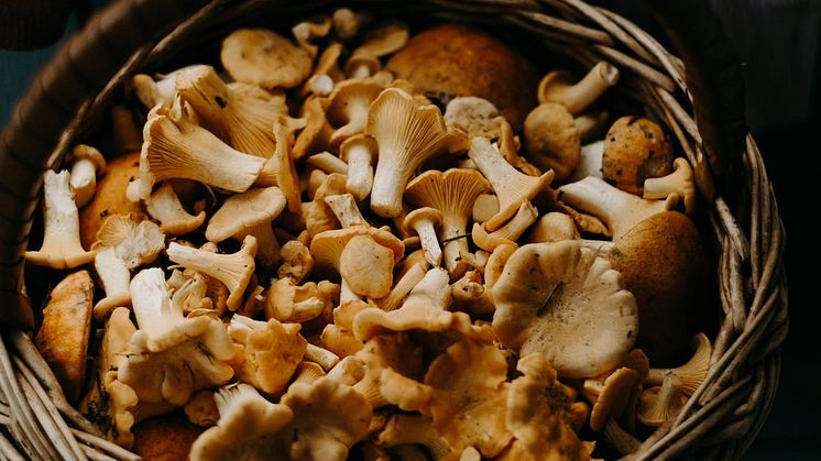 Svampätande kan skydda mot depression. Foto: Pexels. CC0.