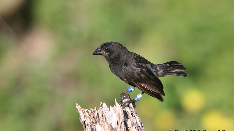 Medium ground finch