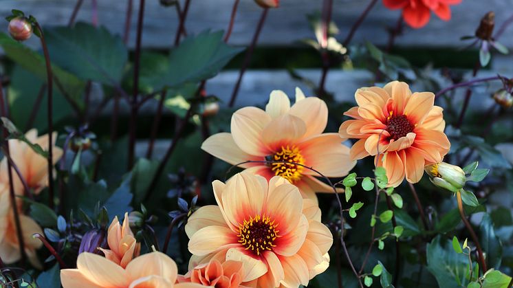 Dahlia Dreamy