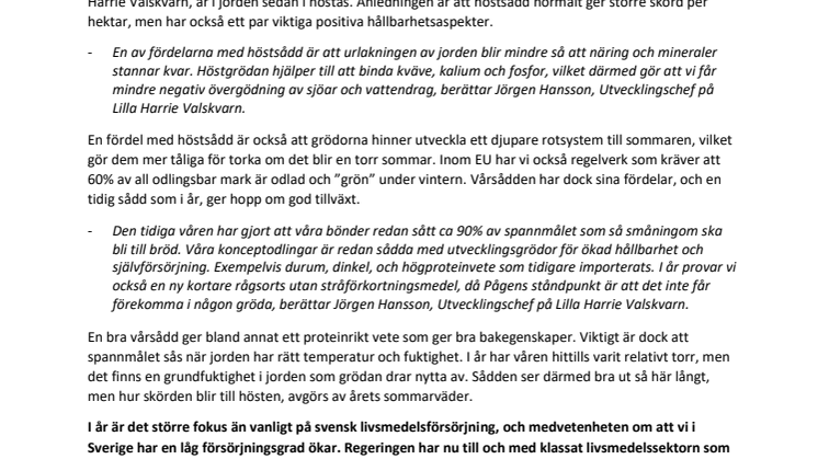 Nu sås spannmålet som gör Sverige självförsörjande – och som till hösten blir till bröd 