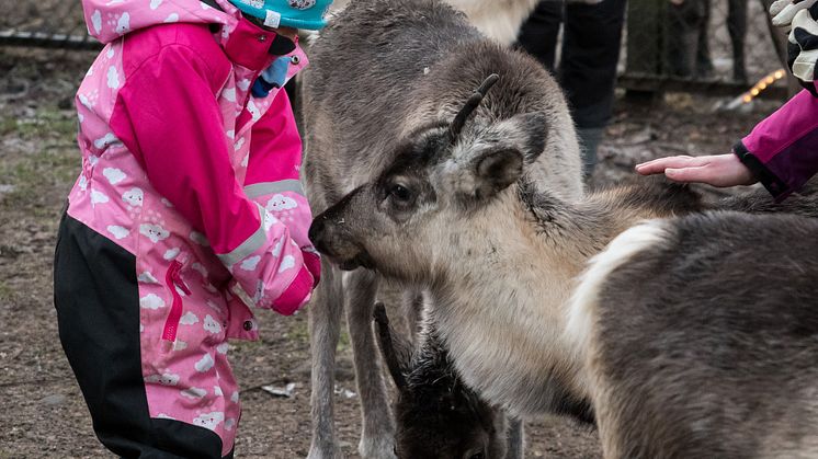 Fredagen den 2 december inleds årets ”Djurens Jul” när Skånes Djurpark slår upp portarna för med jularrangemanget som har blivit en årlig tradition. Tomtens renar finns på plats och tomteverkstäderna är redo för barnen som vill göra egna julklappar.