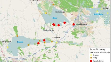 Rekordsnabb spridning av Vandrarmusslan - här är senaste fynden 