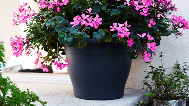 Årets Pelargon 2016 CALIENTE PINK
