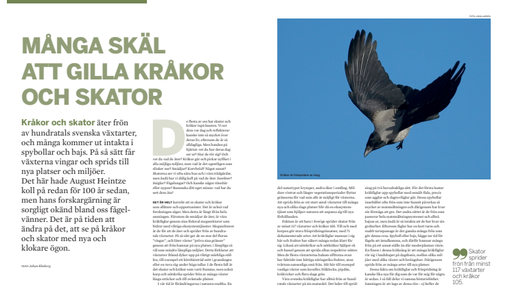 Vår Fågelvärld nr 4 2020 - Många skäl att gilla kråkor och skator