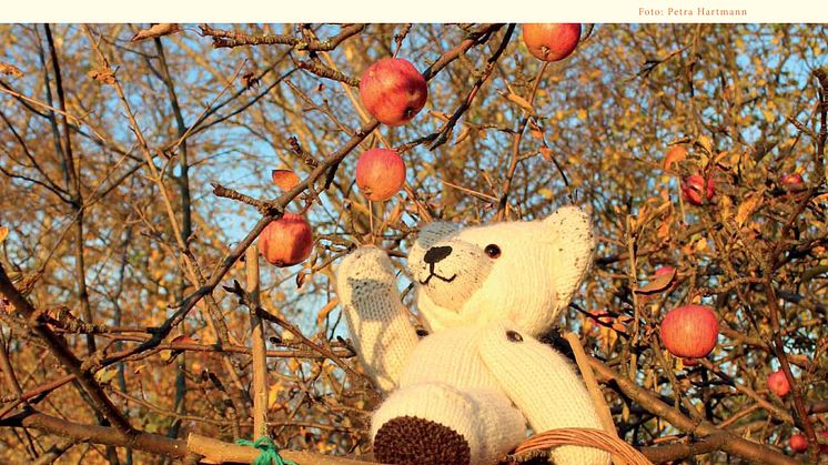 Mit Bärenherz durchs Jahr -  Der neue Bärenherz-Kalender ist da
