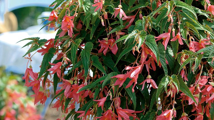 Begonia boliviensis Summerwings Boliviabegonia 