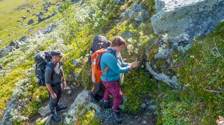 Tätört på Lulep Gierkav