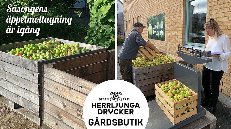 Nu är årets äppelmottagning hos Herrljunga Musteri igång - en tradition som levt i över sjuttio år.