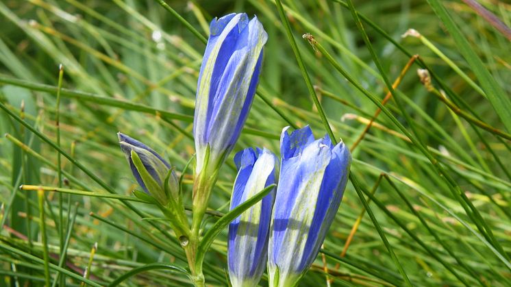 Hotad blomma blev hjälpt av motorcyklar