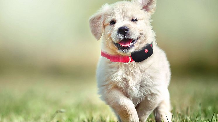 Yepzon One, dog