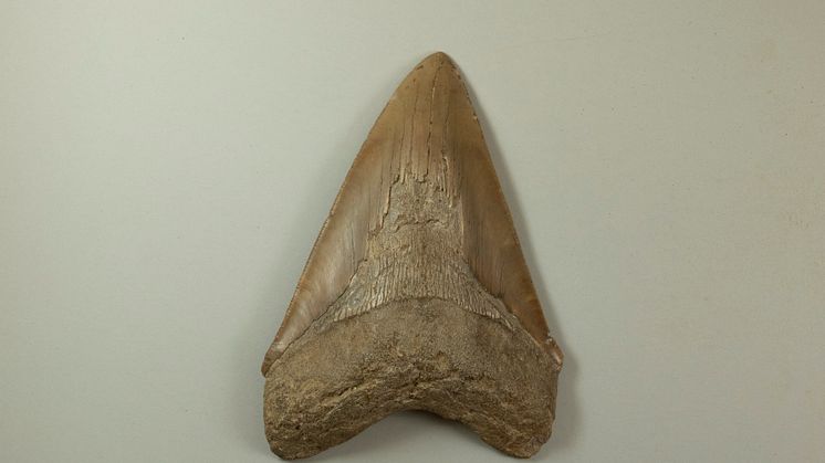 Otodus megalodon