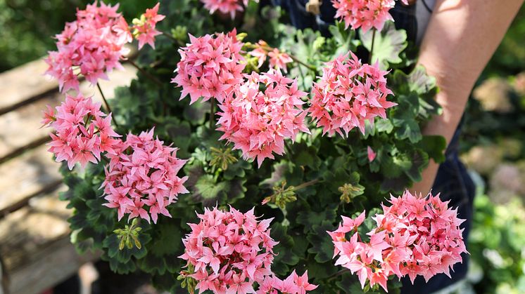 Årets Pelargon 2025 3 Pelargonium Summer Twist Rose foto annikasnaturligating.jpg
