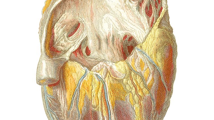 Human_heart_6