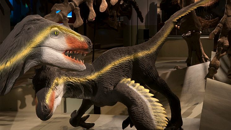 Velociraptor. 