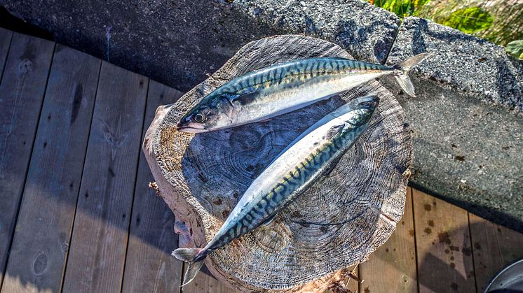Rekordhøy pris for makrellen. Foto: Norges sjømatråd