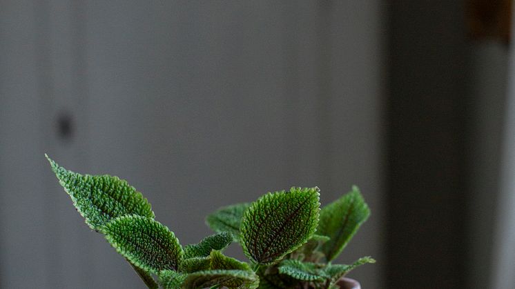 Några krukväxter kan göra stor skillnad för trivseln hemma. Satsa på svenskodlade gröna växter i höst! Foto: Blomsterfrämjandet/ Ida Magntorn