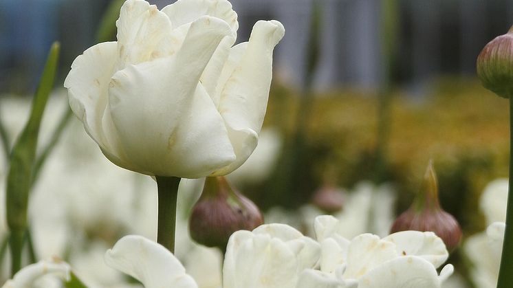 Vårutställning, skogsslinga, nyöppning av Orangeriet restaurang och vacker omgivning. Säsongsöppning 1 april.