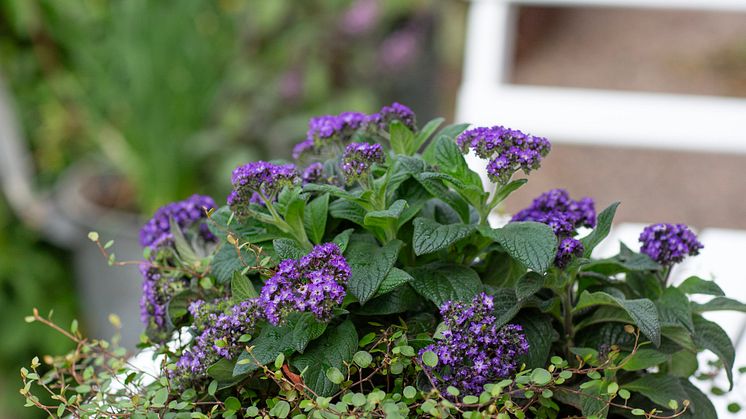 Heliotropium arborescens Årets Sommarblomma 2024 foto annikasnaturligating (9).jpg