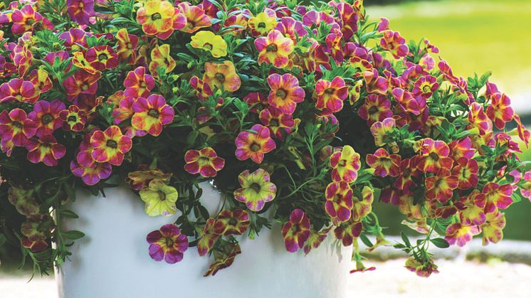 Calibrachoa Chameleon