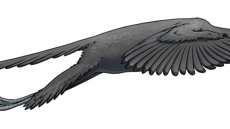Illustration Archaeopteryx