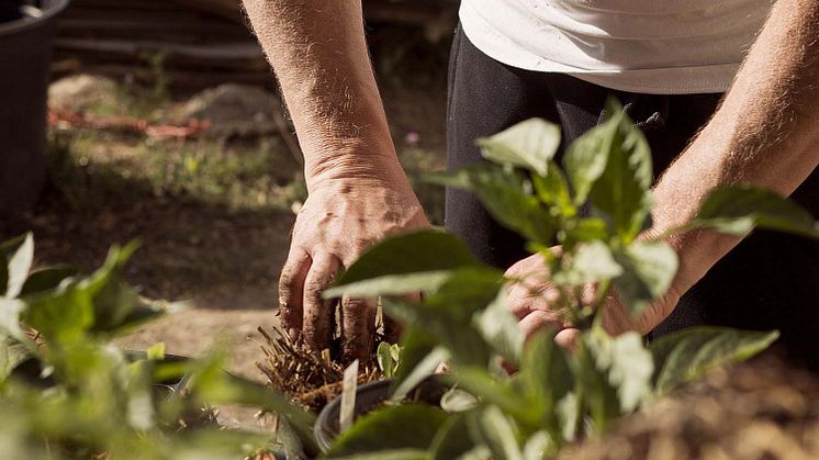 Mit Schafwollpellets können Schadstoffe vermieden und eine gesunde ökologische Kreislaufwirtschaft in Garten und Landwirtschaft betrieben werden