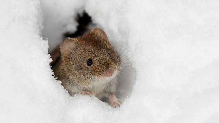 Sorkfeber sprids från skogssorkar till människor. Finns det bara skogssorkar i ett område är risken stor att smittan får spridning, men finns också andra arter i området så bromsas spridningen. Foto: Hanna Knutsson