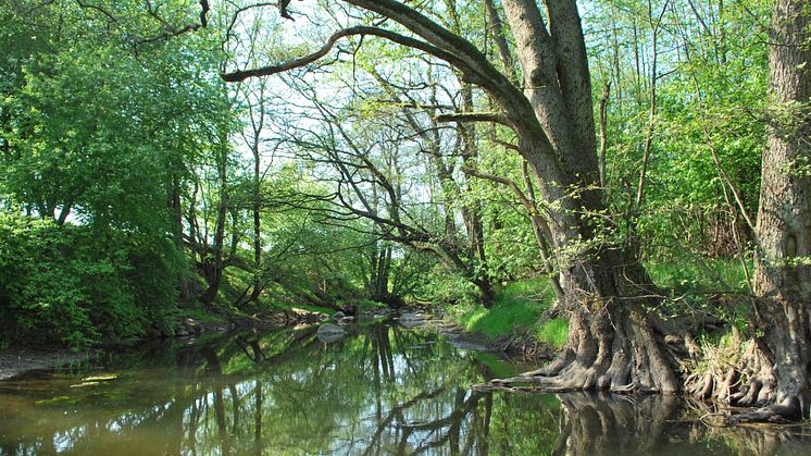 Nytt naturreservat invigs i Gantofta