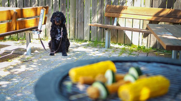 Det är viktigt att koppla hunden på säkert avstånd från grillen så att den inte kan få i sig av mat som kan vara farlig för den och för att den inte ska riskera att bränna sig. Foto: Sveland Djurförsäkringar